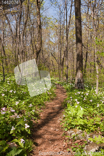 Image of Trillium plants line the Appalachian trail