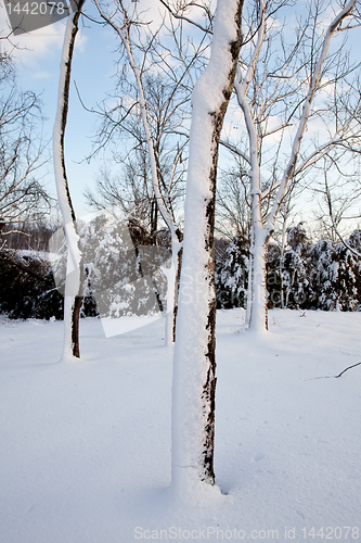 Image of Snow sticking to sides of tree trunks after storm
