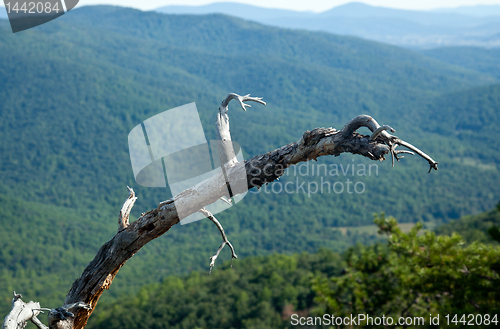 Image of Dead tree overlooking Shenandoah valley