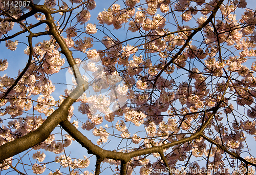 Image of Cherry Blossom Close Up