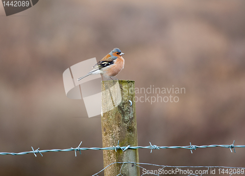 Image of Bullfinch perched on fence