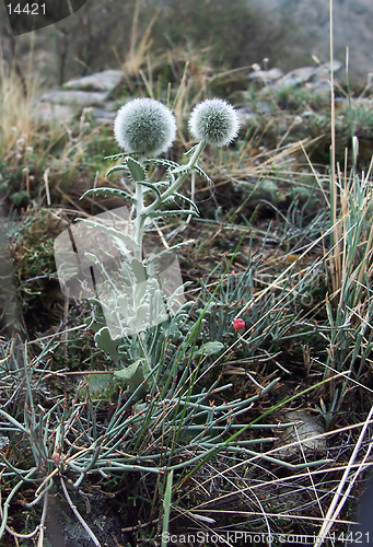 Image of steppe flora