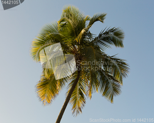 Image of Sun setting lights palm tree