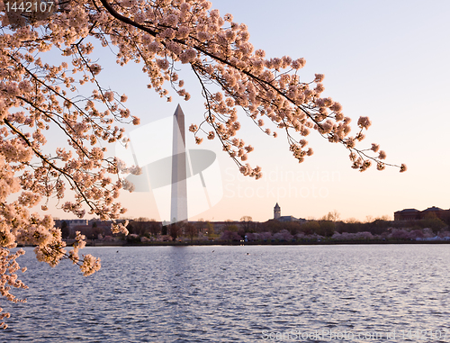 Image of Cherry Blossom and Washington Monument