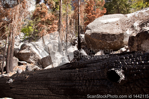 Image of Scorched trees after forest fire