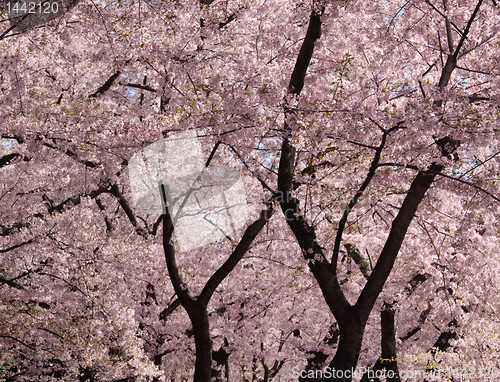 Image of Cherry Blossom trunks and flowers