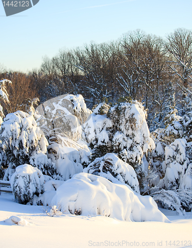 Image of Snow covered conifer trees