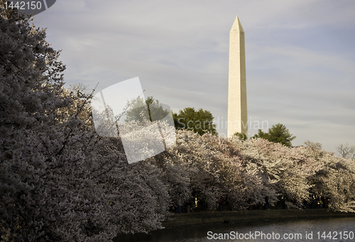 Image of Cherry Blossoms underpinning Washington Monument