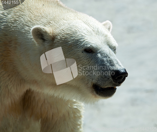 Image of Close up of polar bear