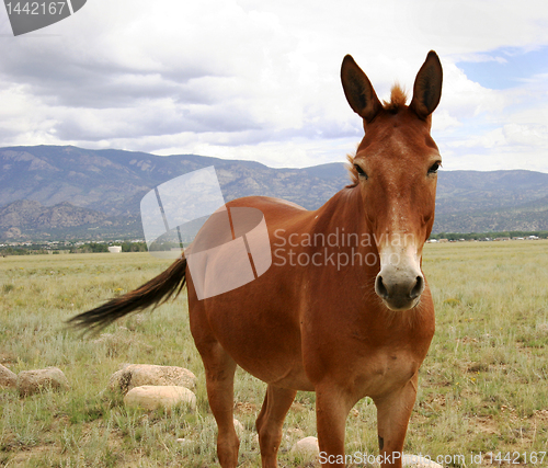 Image of Horse in meadow in Colorado