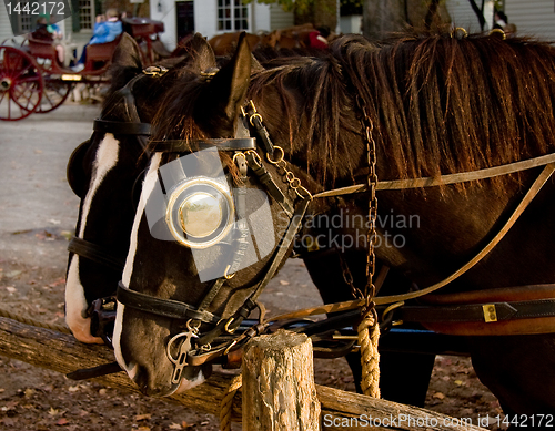 Image of Pair of horses tied to fence