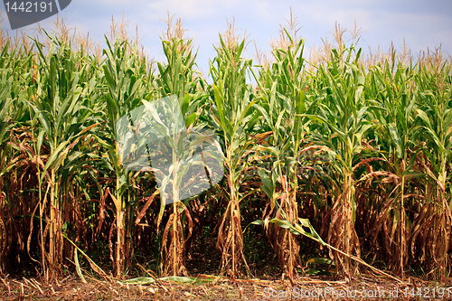 Image of Rows of corn ready for harvest