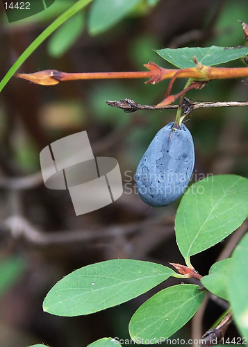 Image of honeysuckle