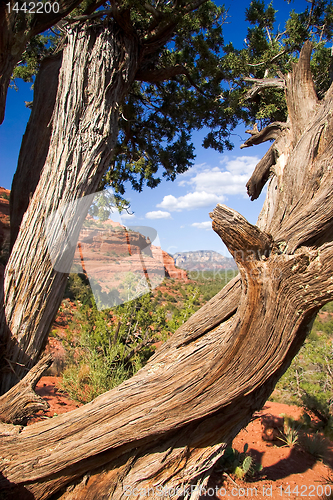 Image of Gnarled trunk frames Sedona Landscape