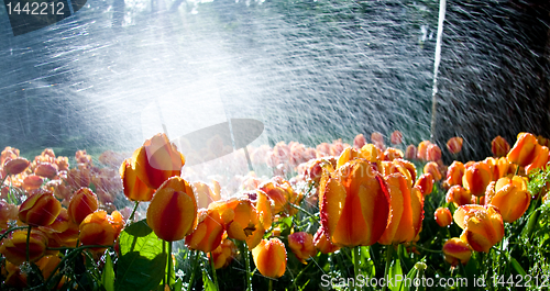 Image of Tulips against spray