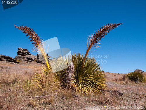 Image of Strange grasses on New Zealand plain