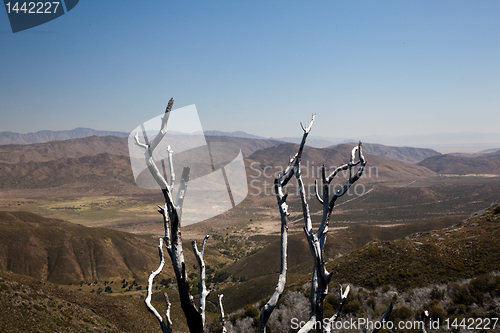 Image of Dead twigs frame Anza Borrego State Park