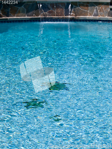 Image of Three turtles on floor of pool