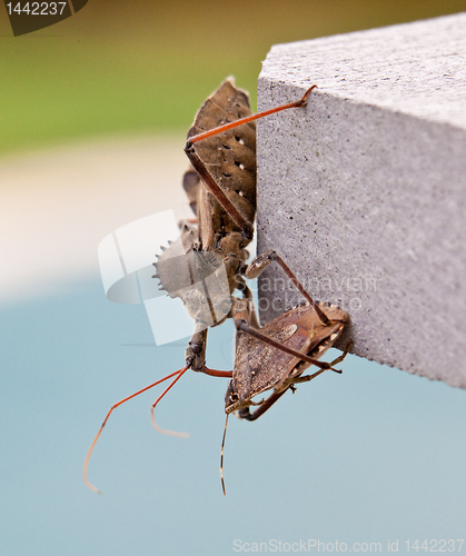 Image of Assassin bug kills Shield bug