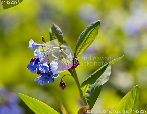 Image of Close up of bluebells in April