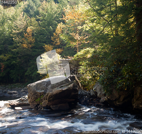 Image of Autumn leaves in river