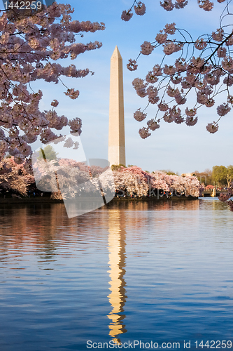 Image of Washington Monument surrounded by cherry blossom