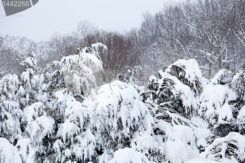 Image of Snow covered conifer trees