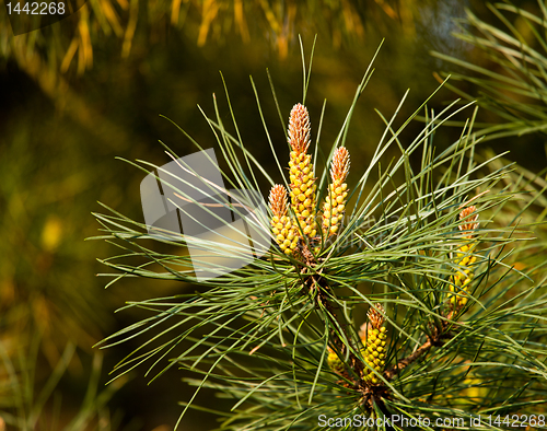 Image of Unusual pine cones