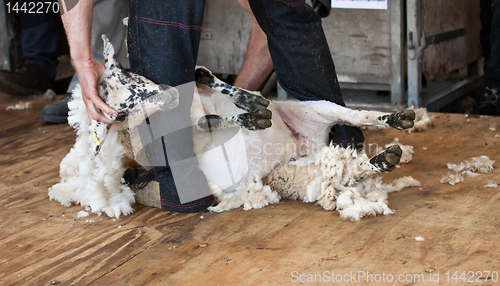 Image of Sheep shearing at fair