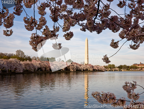 Image of Cherry Blossoms framing Washington Monument