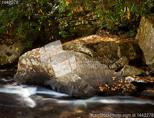 Image of Autumn leaves in river