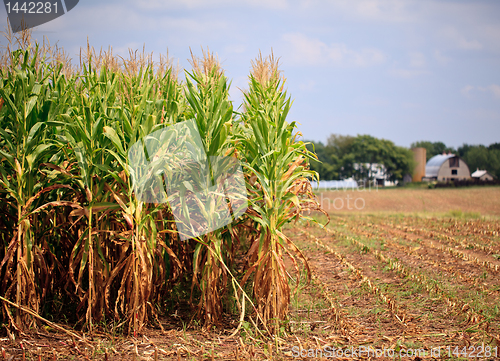 Image of Rows of corn ready for harvest