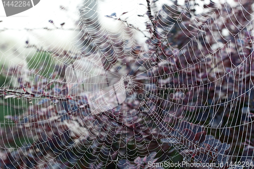 Image of Cobweb on misty morning