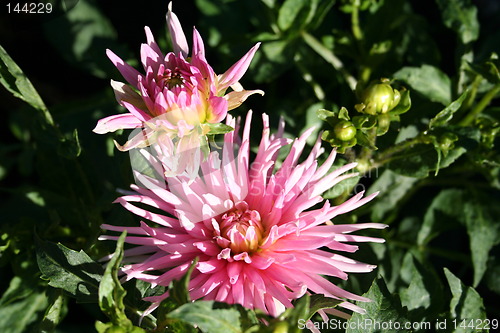 Image of Beautiful dahlias