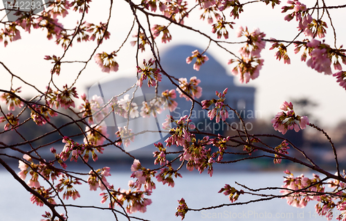 Image of Cherry Blossom and Jefferson Memorial