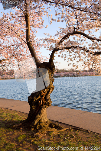 Image of Cherry Blossom Trees by Tidal Basin