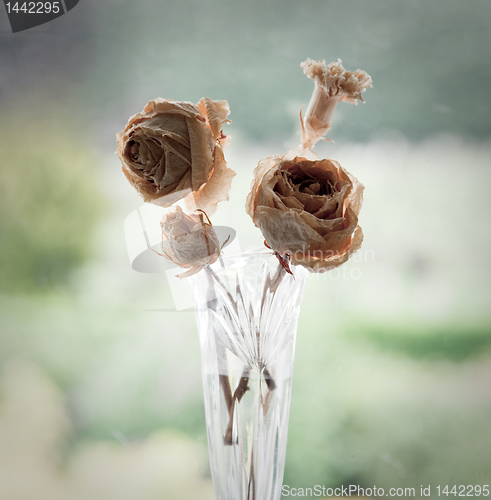 Image of Old dried roses in a glass vase