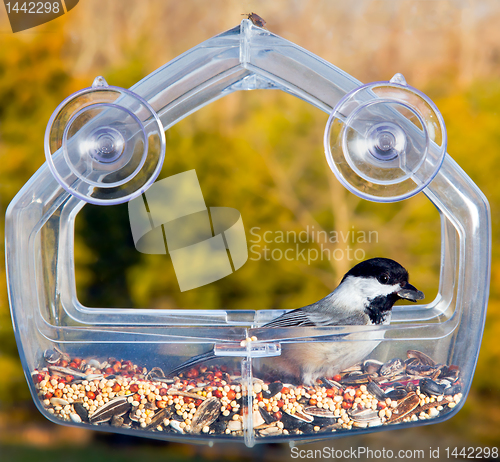 Image of Black capped chickadee on feeding tray