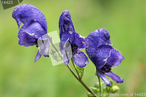 Image of close-up flower