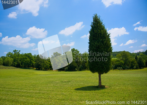 Image of Single evergreen in meadow