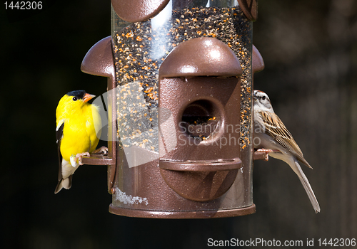 Image of Goldfinch eating from  bird feeder