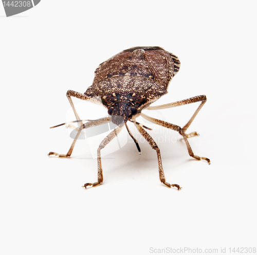 Image of Brown Stink Bug