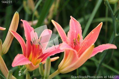 Image of Wonderful lilies