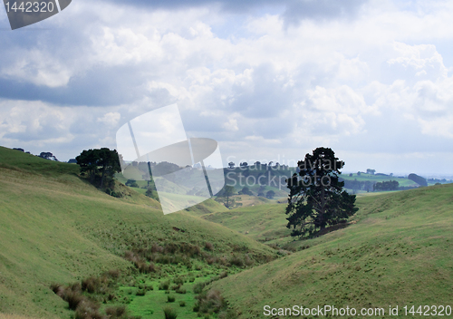 Image of Rolling countryside in New Zealand