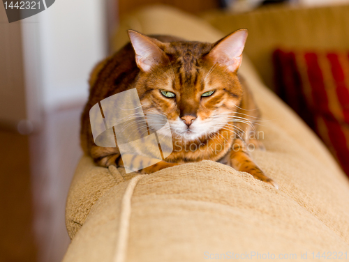 Image of Bengal kitten with mean stare