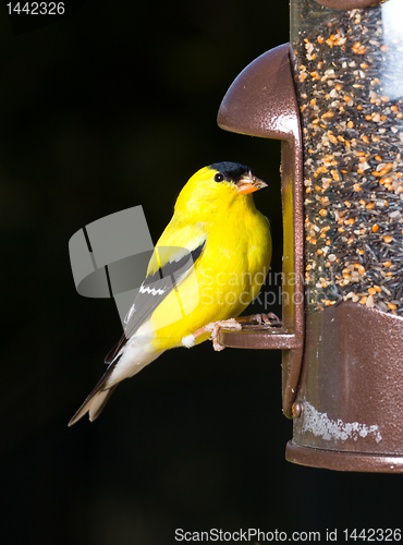 Image of Goldfinch eating from  bird feeder