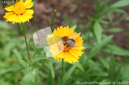 Image of Yellow  flowers with bumble-bee