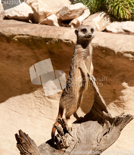 Image of Meerkat standing on log