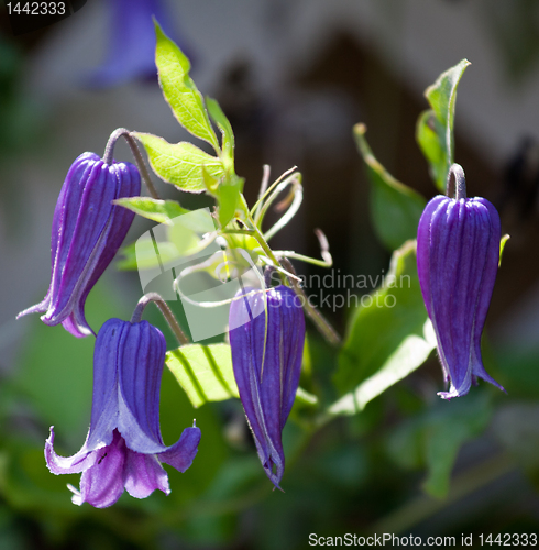 Image of Purple clematis