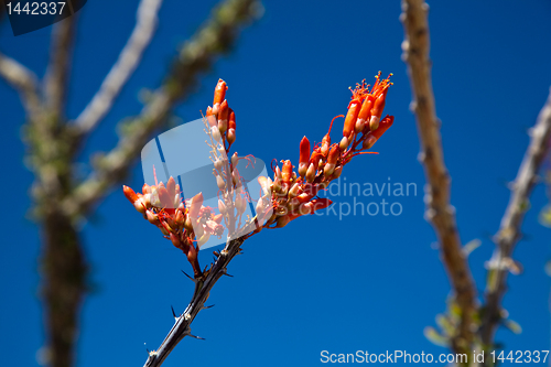 Image of Crimson flowers of the Ocotillo cactus